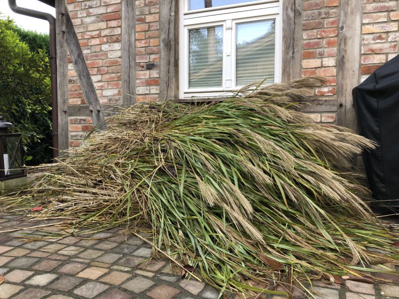 Gartenhäuschen mit eigenem Schilf auf Pflastersteinen